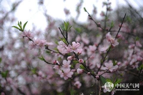 全国回暖势不可挡 安徽等地遭雾霾