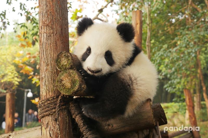 点击放大图片浏览