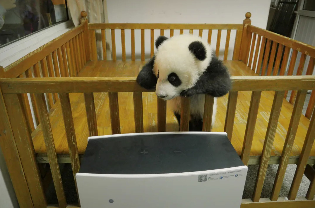 1622600525367155.jpg 儿童节,胖达,雅竹,熊猫,blueair认养熊猫